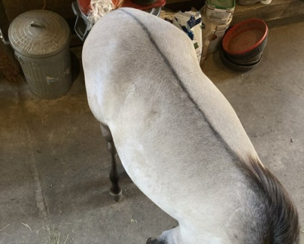 HorseID: 2263091 Nebulosa de Carina Powr - PhotoID: 1095243