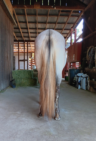 HorseID: 2263091 Nebulosa de Carina Powr - PhotoID: 1095244