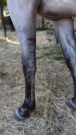 HorseID: 2263091 Nebulosa de Carina Powr - PhotoID: 1095245