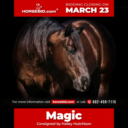 HorseID: 2265020 Mr. Magic - PhotoID: 1042261