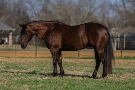 HorseID: 2265020 Mr. Magic - PhotoID: 1042262