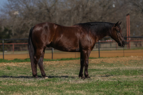 HorseID: 2265020 Mr. Magic - PhotoID: 1042263