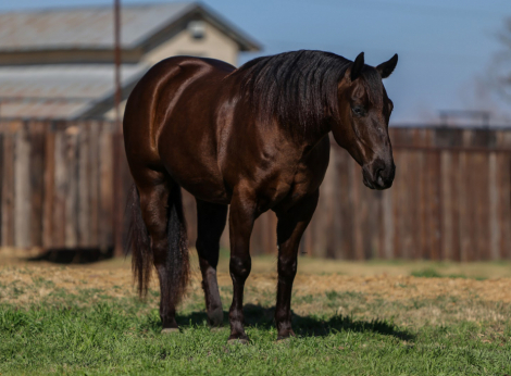 HorseID: 2265020 Mr. Magic - PhotoID: 1042264