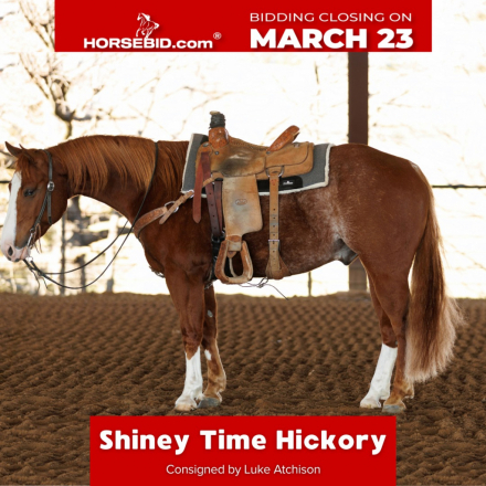 HorseID: 2265021 Shiney Time Hickory - PhotoID: 1034260