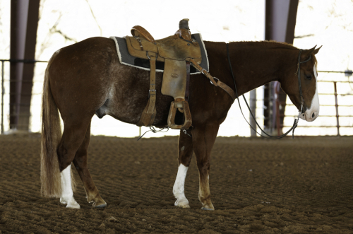 HorseID: 2265021 Shiney Time Hickory - PhotoID: 1034261