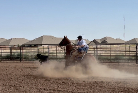 HorseID: 2265021 Shiney Time Hickory - PhotoID: 1034262