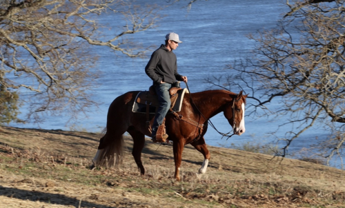 HorseID: 2265021 Shiney Time Hickory - PhotoID: 1034263