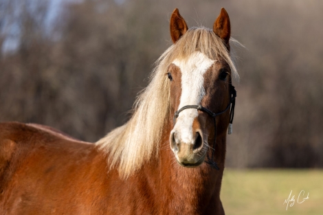 HorseID: 2265076 Ginger - PhotoID: 1034314
