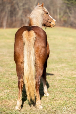 HorseID: 2265076 Ginger - PhotoID: 1040871