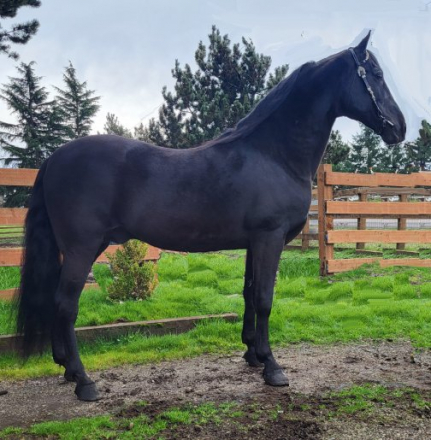 HorseID: 2268318 Juan Hot Jose' - PhotoID: 1038664