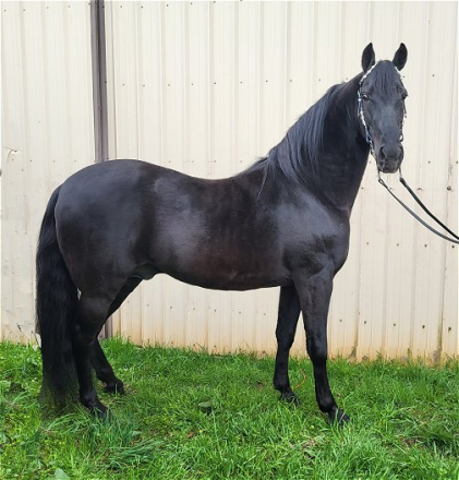 HorseID: 2268318 Juan Hot Jose' - PhotoID: 1038665