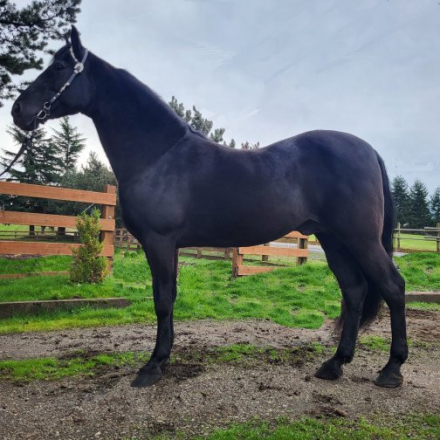 HorseID: 2268318 Juan Hot Jose' - PhotoID: 1038666