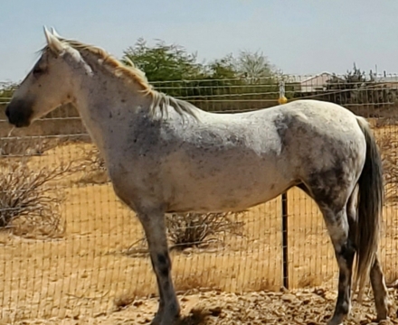 HorseID: 2268390 Misty of Arizona - PhotoID: 1038976