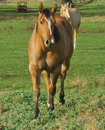 HorseID: 2268406 TRU BOURBON - PhotoID: 1038785