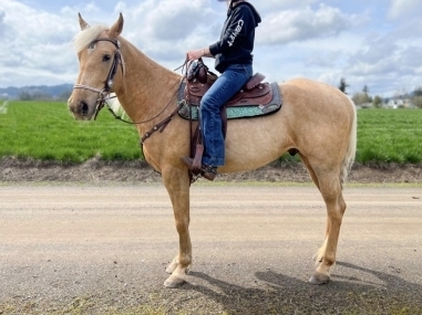 HorseID: 2268434 Beau - PhotoID: 1039339