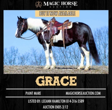 HorseID: 2268438 Grace - PhotoID: 1038810