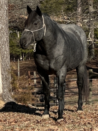 HorseID: 2268521 Mr Lil Blue Tom - PhotoID: 1038981