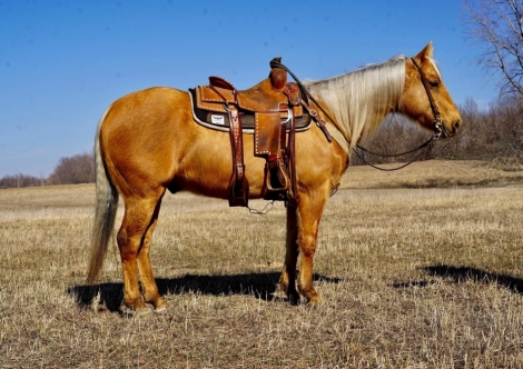 HorseID: 2268583 Cowboys MR Dulc A864 - PhotoID: 1039073