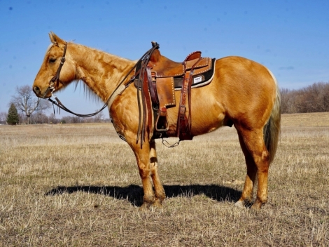 HorseID: 2268583 Cowboys MR Dulc A864 - PhotoID: 1039075