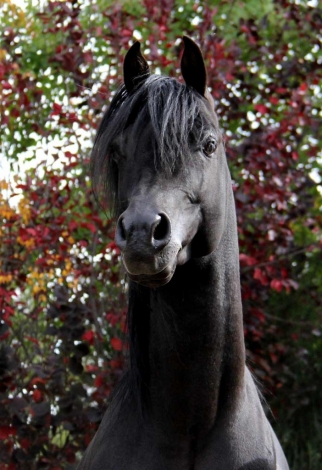 HorseID: 2268617 Montenegro BP - PhotoID: 1039127