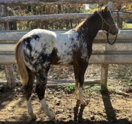 HorseID: 2268652 ❤️❤️❤️❤️ Gorgeous Appaloosa Filly - PhotoID: 1039178
