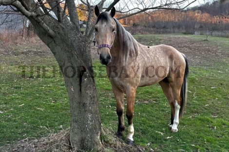HorseID: 2268735 Henry - PhotoID: 1039274