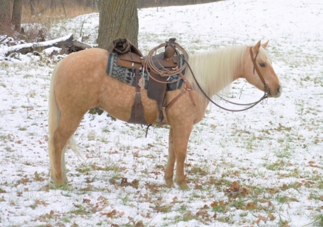 HorseID: 2268760 Zips Sonny Cowboy - PhotoID: 1039302