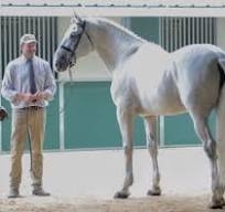HorseID: 2268958 Irish Draught Sport Horse in utero 2024 foals - PhotoID: 1039537
