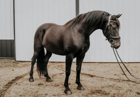 HorseID: 2268964 Tango - PhotoID: 1039544