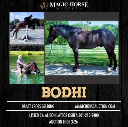HorseID: 2269128 Bodhi* - PhotoID: 1039738
