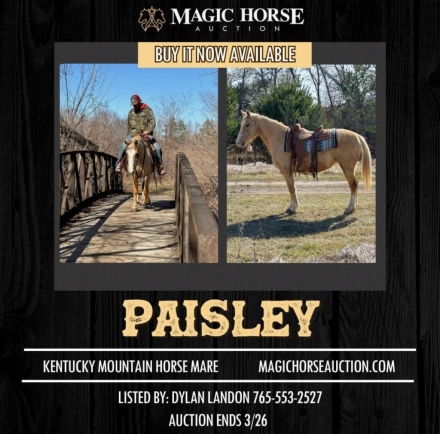 HorseID: 2269131 Paisley - PhotoID: 1039740