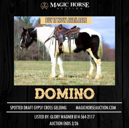 HorseID: 2269133 Domino - PhotoID: 1039742