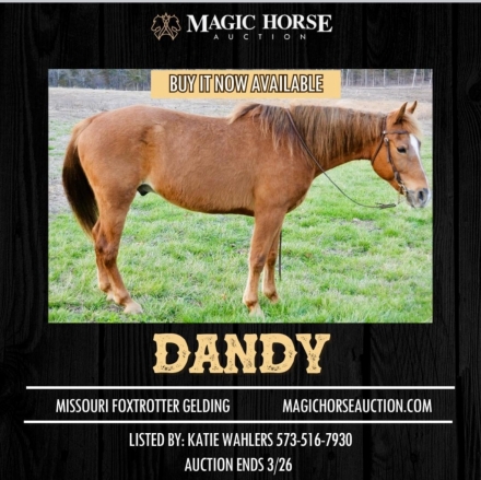 HorseID: 2269135 Casey's Dandy Diamond - PhotoID: 1039744