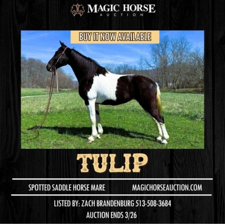 HorseID: 2269138 Tulip - PhotoID: 1039745