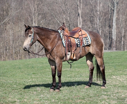 HorseID: 2269143 Dakota Blue Prescription - PhotoID: 1040127