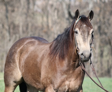 HorseID: 2269143 Dakota Blue Prescription - PhotoID: 1040128