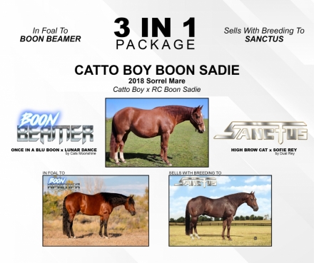 HorseID: 2269201 Catto Boy Boon Sadie - PhotoID: 1039840