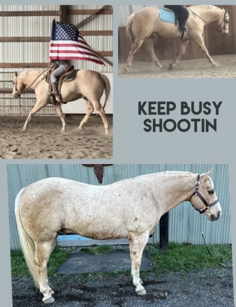 HorseID: 2269402 Keep Busy Shootin - PhotoID: 1040160