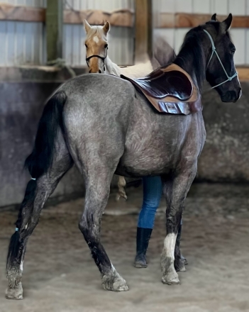 HorseID: 2269501 Pusher's Luxury Hellcat - PhotoID: 1041048