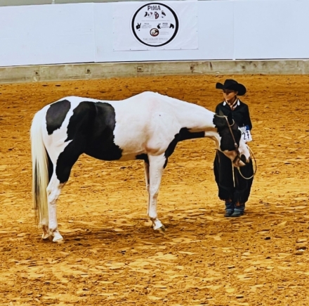 HorseID: 2269555 Sir Zippos Knight - PhotoID: 1040331