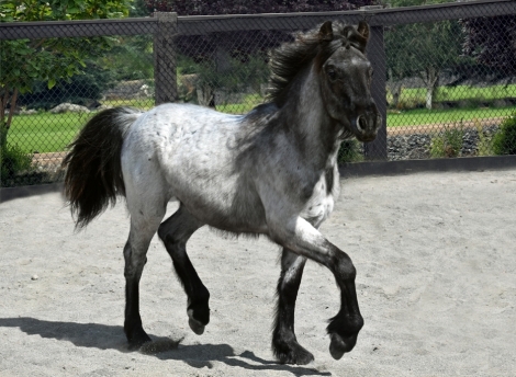 HorseID: 2269556 Kyanos Jefe Balou J - PhotoID: 1040324