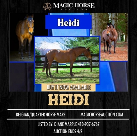 HorseID: 2269558 Heidi - PhotoID: 1040333