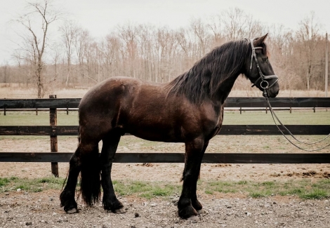 HorseID: 2269595 Oak Ridge Cowboy - PhotoID: 1040381