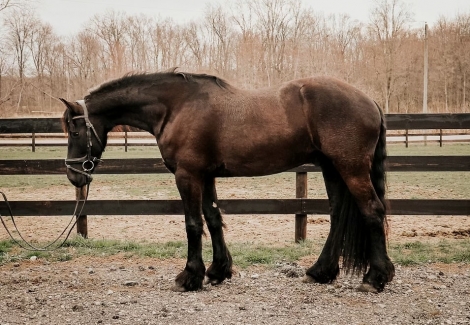 HorseID: 2269595 Oak Ridge Cowboy - PhotoID: 1040382