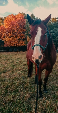HorseID: 2269629 Fry - PhotoID: 1040430
