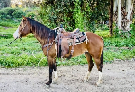 HorseID: 2269721 Rio - PhotoID: 1040519