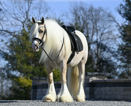 HorseID: 2269765 Sir Lancelot Knight Of Legends - PhotoID: 1040542