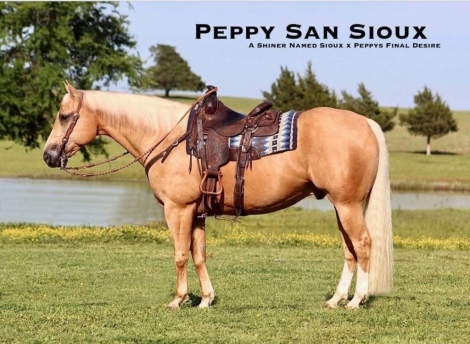HorseID: 2269898 PEPPY SAN SIOUX - PhotoID: 1040814