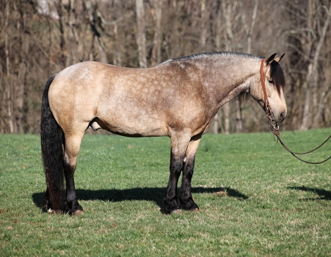 HorseID: 2269919 Cody - PhotoID: 1040901