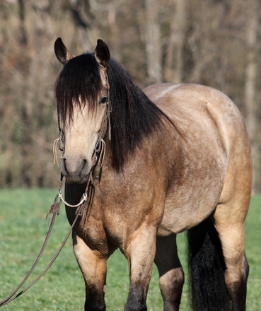 HorseID: 2269919 Cody - PhotoID: 1040903